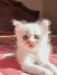 Traditional persian kitten